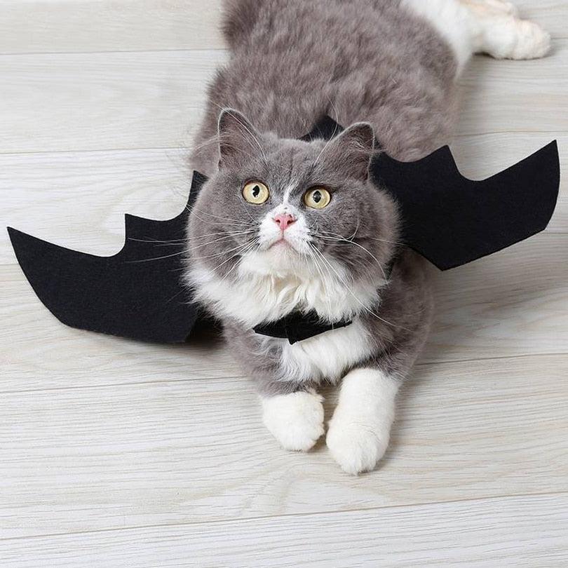 Ailes de chauve-souris noires pour chat, accessoire Halloween